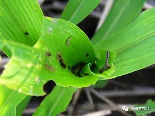 ���הQ����ô�k����ץ�o��Q��Ӱ푮a(ch��n)��!!!